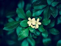 箬耶一周星座运势（6.5—6.11）