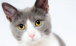 梦见被猫咬手