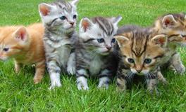 梦见打猫