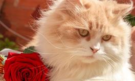 梦见三只猫