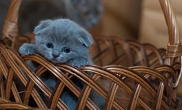 梦见被猫咬脚