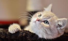 梦见怀孕的猫