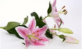 唐绮阳/唐立淇今日运势2021年11月24日