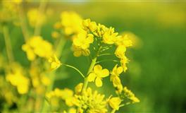 董易林每日生肖运势2022年4月9日