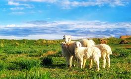 1991年属羊的五行属什么，是什么命？