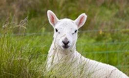 1991年3月属羊是穷羊还是富羊，1991年几月出生的属羊人最好