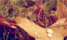 星座女神每日星座运势2025年11月17日